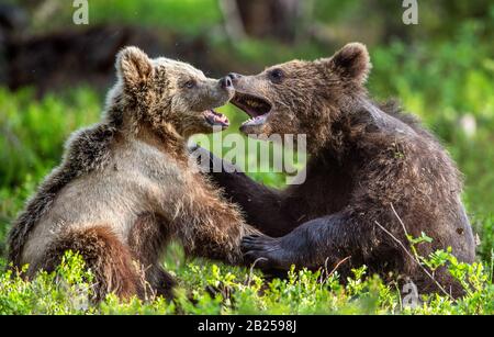 Braune Bärenkuppen kämpfen spielerisch im Sommerwald. Wissenschaftlicher Name: Ursus Arctos Arctos. Natürlicher Lebensraum. Stockfoto