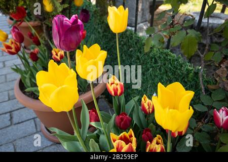 Tulpen in verschiedenen Farben in Blumentöpfen. Fotografiert im Park. Stockfoto