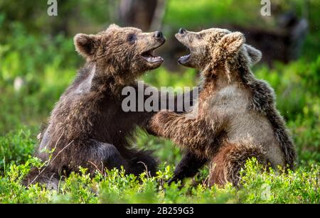 Braune Bärenkuppen kämpfen spielerisch im Sommerwald. Wissenschaftlicher Name: Ursus Arctos Arctos. Natürlicher Lebensraum. Stockfoto