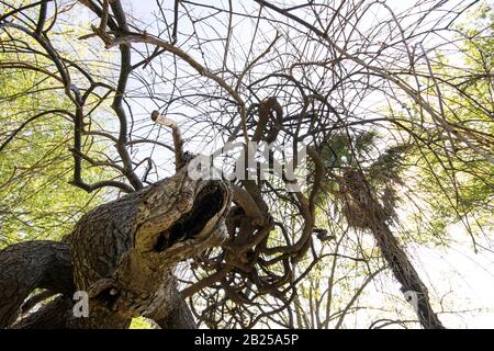 Zwergbuche fotografiert von unten. Die Blätter sind ausgefallen. Stockfoto
