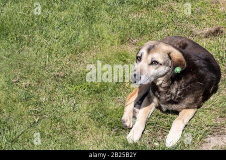 Russischer Spaniel laufen und spielen in gelben Herbst Rasen entdeckt. Stockfoto