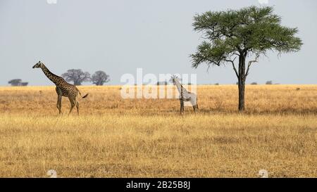 Weitschuss von zwei Giraffe, die im tarangire Nationalpark spazieren gehen Stockfoto