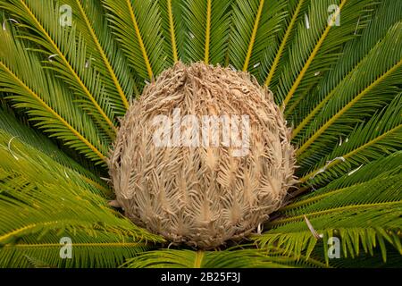 Samenkegel von Zycas revoluta cycad Stockfoto