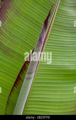 Ensente Maurelii Red Abessinian Banana Plant Stockfoto