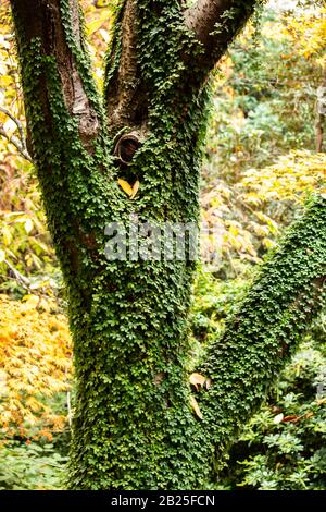 Baum bedeckt mit grüner Efeupflanze im Vorstadtgarten mit Herbst Herbst gelben Blättern im Hintergrund Stockfoto