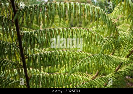 Cyathea dealbata silberfarn Stockfoto