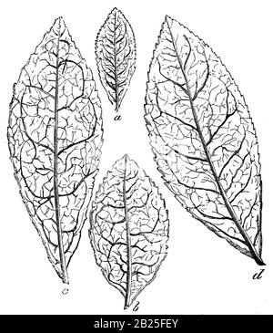 Chinesische Teepflanze, Camellia sinensis Syn. Thea chinensis, (Technik-Buch, 1900) Stockfoto