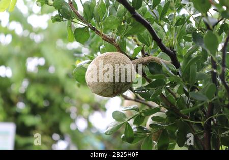 Limonia acidissima am Baum. holzapfel, Curd Fruit Stockfoto