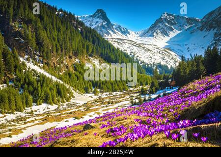 Zauberhafte Glade mit Frühlingsblumen und verschneiten Bergen. Lila Safranblüten im Gebirge, Fagaras-Gebirge, Karpaten, Rumänien, Europa Stockfoto