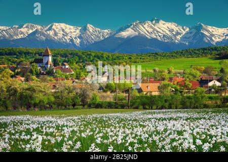 Majestätische ländliche Frühlingslandschaft mit weißem Narzissen und hohen verschneiten Bergen im Hintergrund. Blumenfelder mit Bergen, in der Nähe von Sibiu, Hosman V Stockfoto