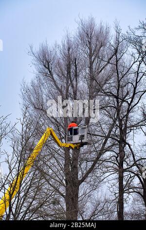 Arbeiten in großer Höhe, Beschneidung von Bäumen im Winter Stockfoto