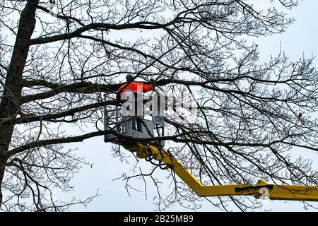 Beschneidung im Winter mit Kran und Korb aus Sicherheitsgründen Stockfoto