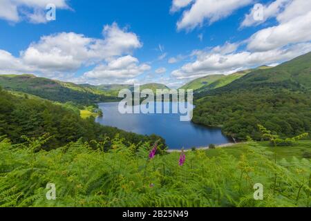 Blick auf den Lake Grasmere im Lake District, Großbritannien an einem sonnigen Frühlingstag. Blauer Himmel mit pfiffigen weißen Wolken und Foxhandschuhblüten im Vordergrund Stockfoto
