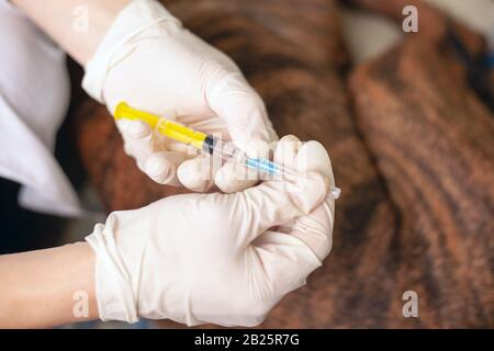 Tierarzt, der sich darauf vorbereitet, einem kranken Hund eine Injektion zu geben. Tierische Behandlung. Tierärztlicher Rettungswagen. Stockfoto