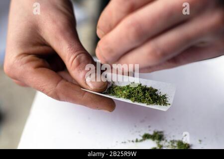 Cannabiskraut rollen, Zigarette mit Marihuana machen, Nahaufnahme. Stockfoto