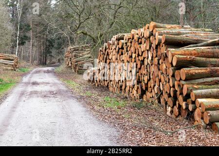 Große Holzhaufen, die entlang eines Schotterpfads durch einen Wald gestapelt sind Stockfoto