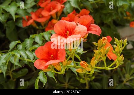 Blühender Zweig Campsis grandiflora mit schönen lebendigen Blumen und Knospen Stockfoto