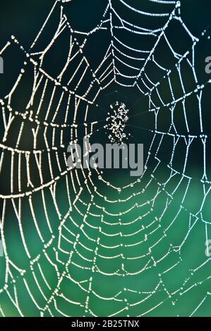 gelingt mit Tautropfen Stockfoto
