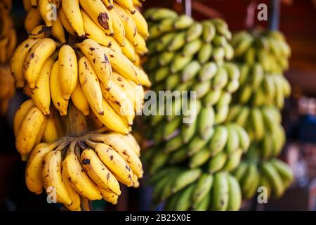 Ein großes Bündel gelber und grüner Bananen auf einem Zweig in einem Bündel, hängend auf dem Marktstand. Mit Bananen abzweigen Stockfoto