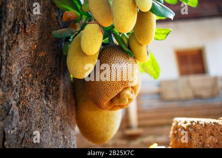 Große frische Früchte der Jackfrucht hängen vor dem Hintergrund grüner Blätter an einem Baum. Jackfrucht in einer natürlichen Umgebung. Organische Früchte. Indien Stockfoto