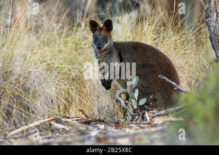 Swamp Wallaby - Wallabia bicolor klein Lorenz Beuteltier der östlichen Australien. Als die schwarzen Wallaby bekannt, black-tailed Wallaby, Farn Wallaby, schwarz Stockfoto