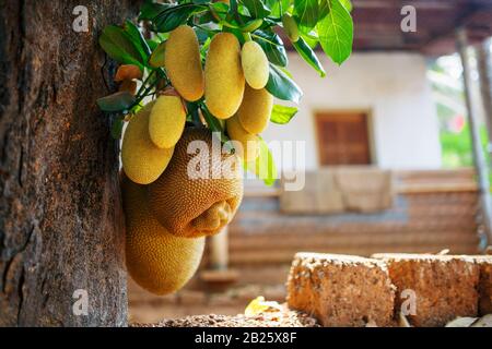 Große frische Früchte der Jackfrucht hängen vor dem Hintergrund grüner Blätter an einem Baum. Jackfrucht in einer natürlichen Umgebung. Organische Früchte. Indien Stockfoto