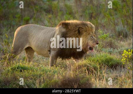 Männliche Löwe Panthera leo, Gondwana Game Reserve, Südafrika Stockfoto