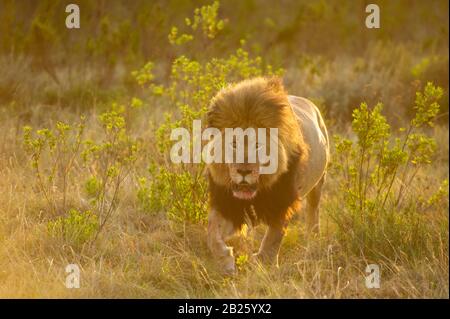 Männliche Löwe Panthera leo, Gondwana Game Reserve, Südafrika Stockfoto