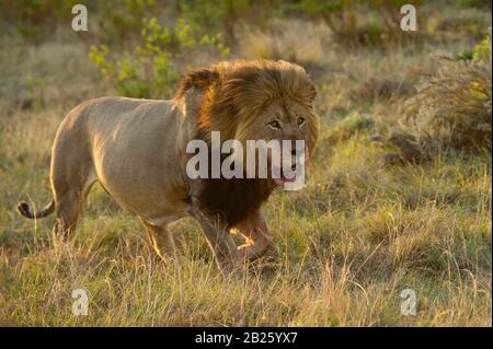 Männliche Löwe Panthera leo, Gondwana Game Reserve, Südafrika Stockfoto