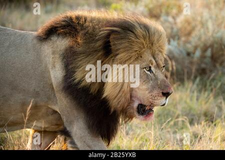 Männliche Löwe Panthera leo, Gondwana Game Reserve, Südafrika Stockfoto