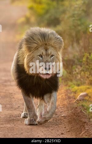 Männliche Löwe Panthera leo, Gondwana Game Reserve, Südafrika Stockfoto