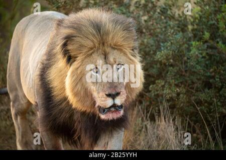 Männliche Löwe Panthera leo, Gondwana Game Reserve, Südafrika Stockfoto