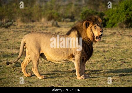 Männliche Löwe Panthera leo, Gondwana Game Reserve, Südafrika Stockfoto