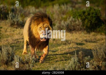 Männliche Löwe Panthera leo, Gondwana Game Reserve, Südafrika Stockfoto