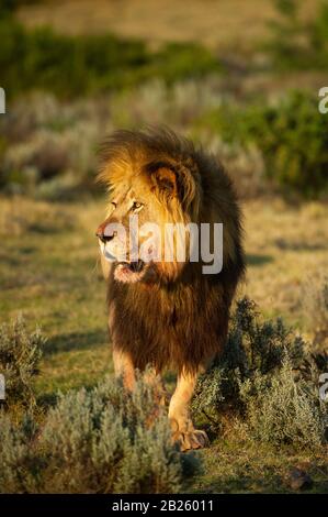 Männliche Löwe Panthera leo, Gondwana Game Reserve, Südafrika Stockfoto