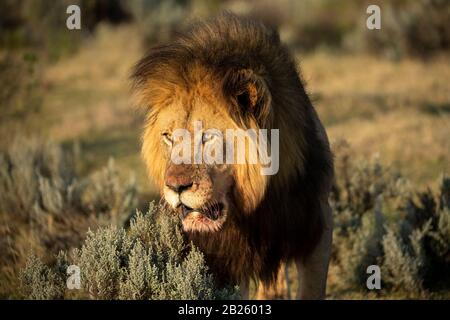 Männliche Löwe Panthera leo, Gondwana Game Reserve, Südafrika Stockfoto