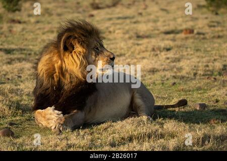 Männliche Löwe Panthera leo, Gondwana Game Reserve, Südafrika Stockfoto