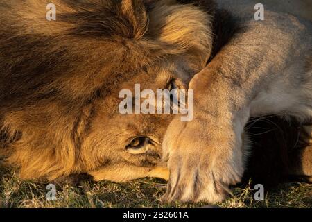 Männliche Löwe Panthera leo, Gondwana Game Reserve, Südafrika Stockfoto