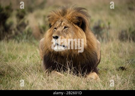 Männliche Löwe Panthera leo, Gondwana Game Reserve, Südafrika Stockfoto