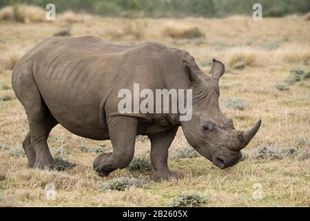 Weiss Nashorn, Rhinocerotidae), Gondwana Game Reserve, Südafrika Stockfoto