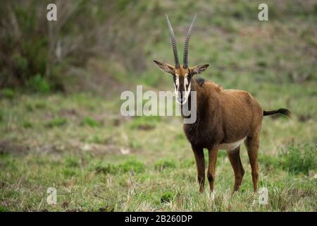 Rappenantilopen, Hippotragus Niger, Gondwana Game Reserve, Südafrika Stockfoto