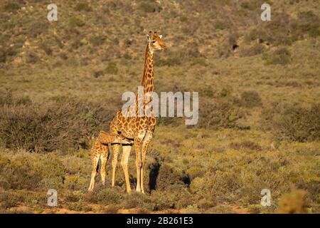 Südliche giraffe Giraffa Camelopardalis mit Jungen, giraffa, Sanbona Wildlife Reserve, Südafrika Stockfoto