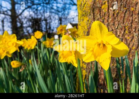 Ashford, Kent, Großbritannien. März 2020. Wetter in Großbritannien: Narzissen blühen bei strahlendem Sonnenschein am ersten Tag des meteorologischen Frühlings. Durch den Meteorol Stockfoto