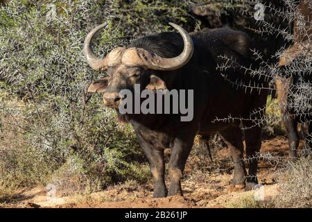 Büffel, Syncerus caffer, Sanbona Wildlife Reserve, Südafrika Stockfoto