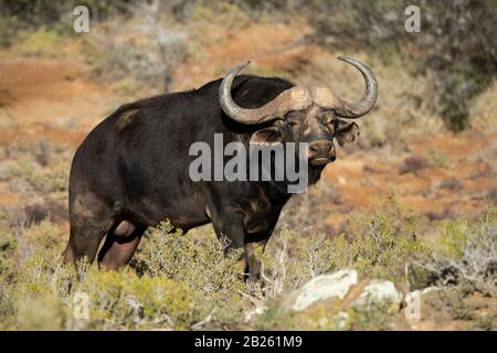 Büffel, Syncerus caffer, Sanbona Wildlife Reserve, Südafrika Stockfoto