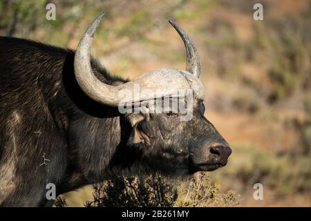 Büffel, Syncerus caffer, Sanbona Wildlife Reserve, Südafrika Stockfoto