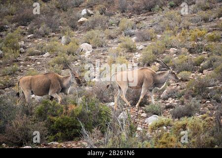 Gemeinsame eland, tragelaphus Oryx, Sanbona Wildlife Reserve, Südafrika Stockfoto