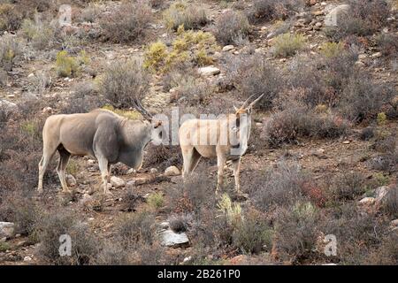 Gemeinsame eland, tragelaphus Oryx, Sanbona Wildlife Reserve, Südafrika Stockfoto