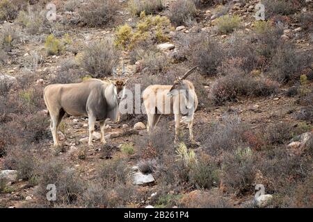 Gemeinsame eland, tragelaphus Oryx, Sanbona Wildlife Reserve, Südafrika Stockfoto