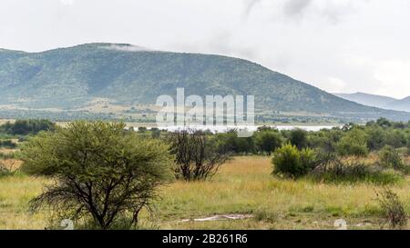 Südafrikas Savanne im Pilanesberger Nationalpark, Schöne Farben und Natur Stockfoto